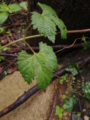 Humulus
