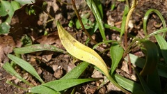 Puccinia mariae-wilsoniae