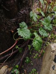 Humulus