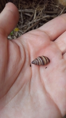 Bulimulus guadalupensis