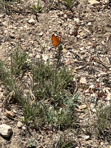 iNaturalist observation photo of Lustrous Copper