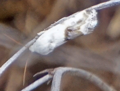 Ponometia erastrioides