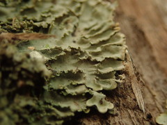 Pannaria minutiphylla