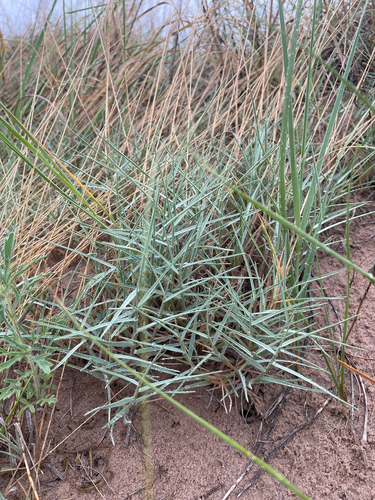 Muhlenbergia pungens, 2026-06-23