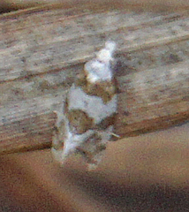 Aethes argentilimitana