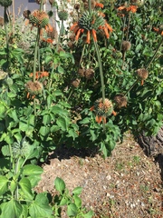 Leonotis nepetifolia nepetifolia