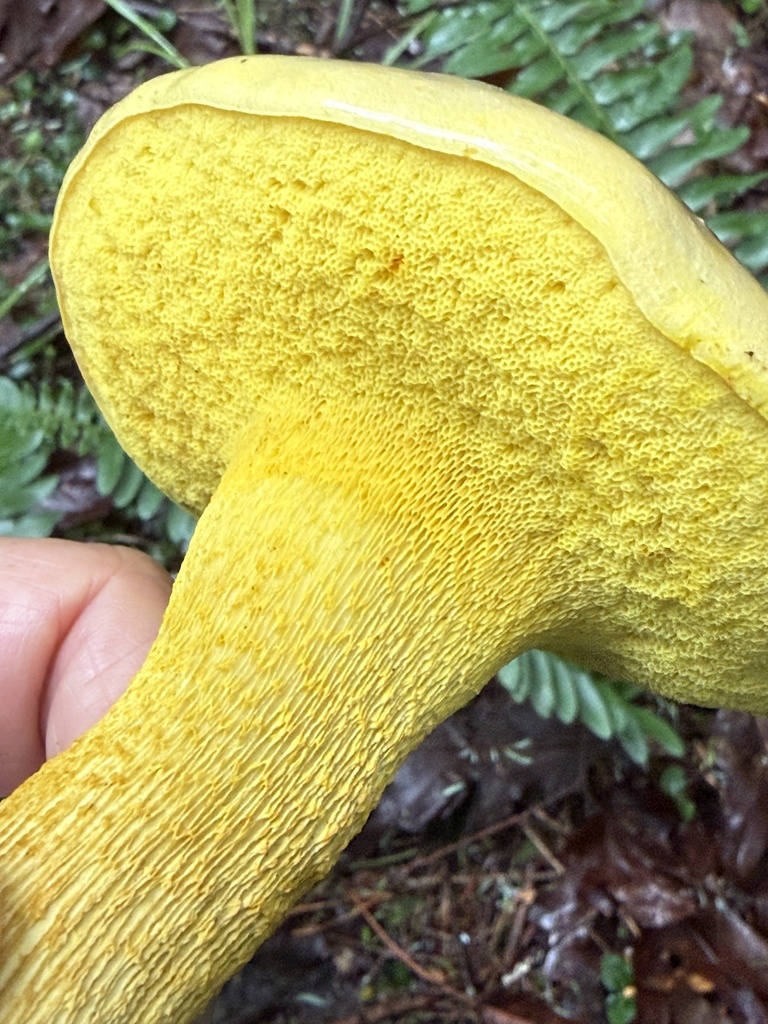Ornate-stalked bolete · June 2026 · photo: Photo: (c) Hill Craddock, some rights reserved (CC BY) · iNaturalist