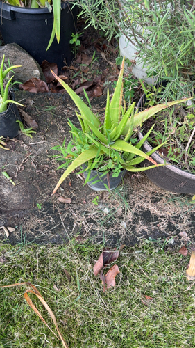 Aloe vera, 2026-06-23