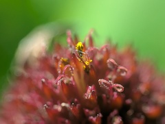 Echinacea simulata, photograph (c) Ryan Sorrells, some rights reserved (CC BY)