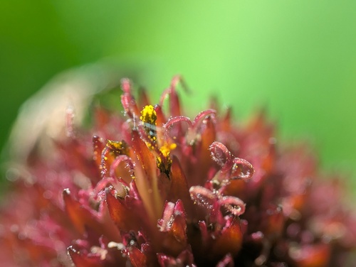 Echinacea simulata, photograph 6