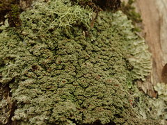 Pannaria minutiphylla