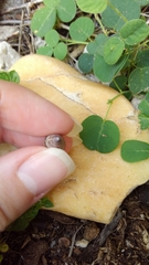 Bulimulus guadalupensis