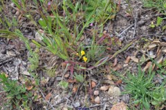 Linaria spartea