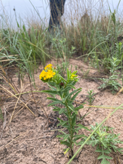Lithospermum caroliniense, photograph (c) Stephen Hornbeck, some rights reserved (CC BY)