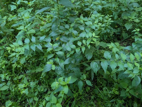 Lithospermum latifolium, photograph 4