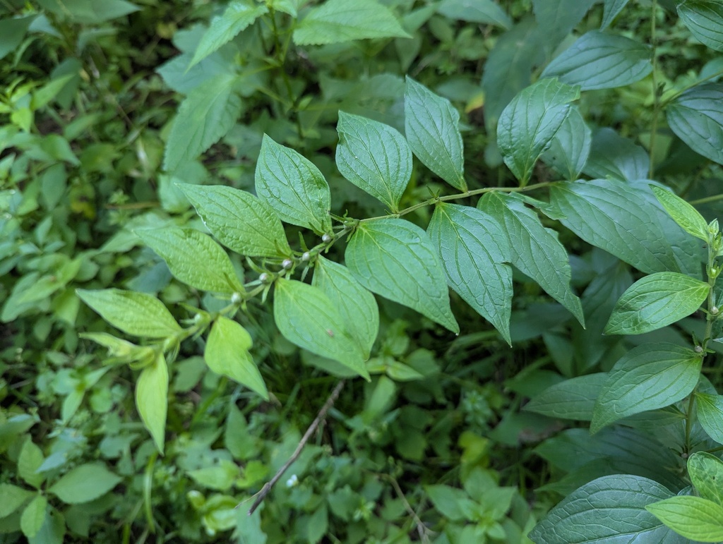 Lithospermum latifolium; photograph (c) Ryan Sorrells, some rights reserved (CC BY)