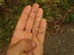 Eragrostis multicaulis