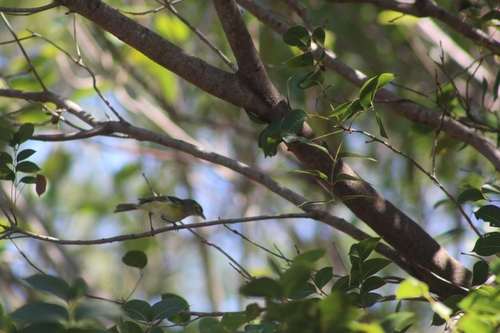 Florida Keys White-eyed Vireo