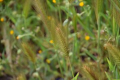 Hordeum murinum leporinum