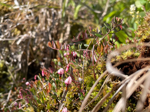 bog cranberry