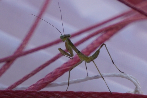 Transcaucasian Giant Mantis