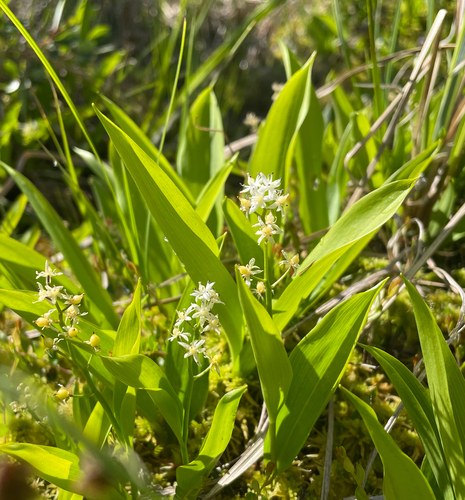 three-leaved false Solomon’s seal