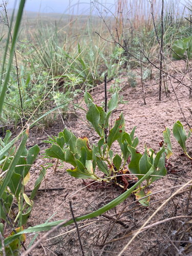 Rumex venosus