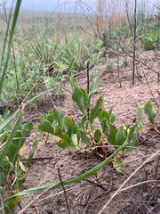 Rumex venosus, photograph (c) Stephen Hornbeck, some rights reserved (CC BY)