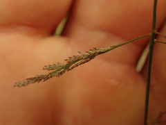 Eragrostis multicaulis