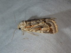 Proteuxoa florescens