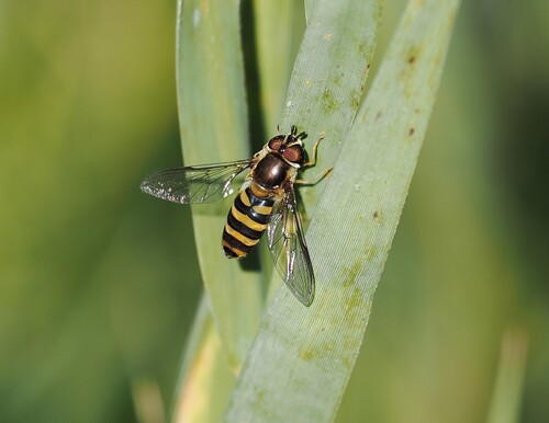 Eupeodes confrater