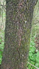 Prunus serotina