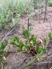 Rumex venosus, photograph (c) Stephen Hornbeck, some rights reserved (CC BY)