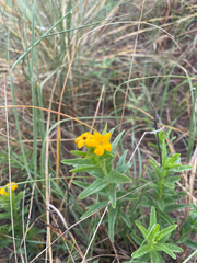 Lithospermum caroliniense, photograph (c) Stephen Hornbeck, some rights reserved (CC BY)