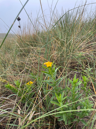 Lithospermum caroliniense, photograph 4