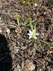 (c) paulexcoff, some rights reserved (CC BY-SA) Lewisia nevadensis, photograph (c) paulexcoff, some rights reserved (CC BY-SA)