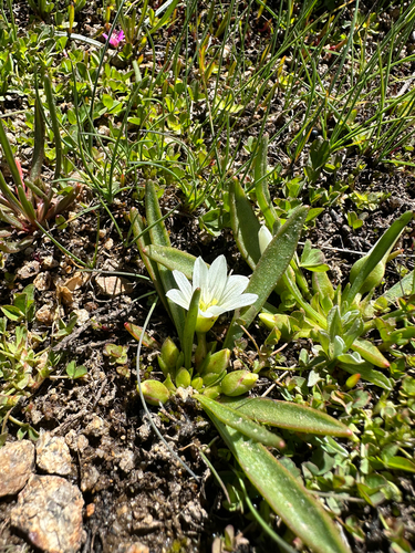 Lewisia nevadensis, photograph 1