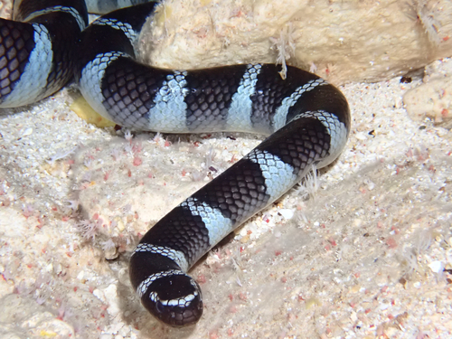 Laticauda schistorhyncha observed 2026-06-23