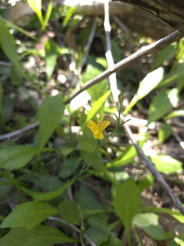 Goodenia paniculata observed 2026-06-24