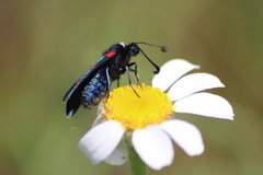 Zygaena lavandulae