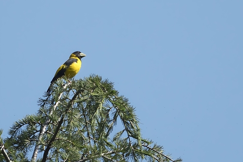 Black-and-yellow Grosbeak (Mycerobas icterioides)