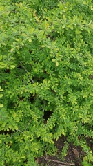 Berberis thunbergii