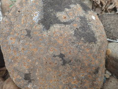 Placopsis perrugosa
