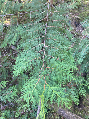 northern whitecedar