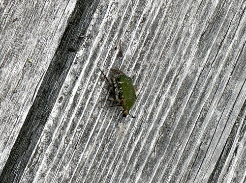Blue Flower Chafer