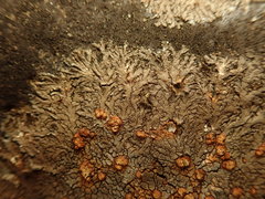 Placopsis perrugosa