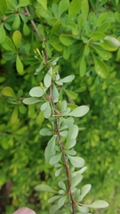 Berberis thunbergii