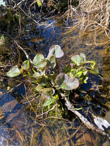 marsh marigold