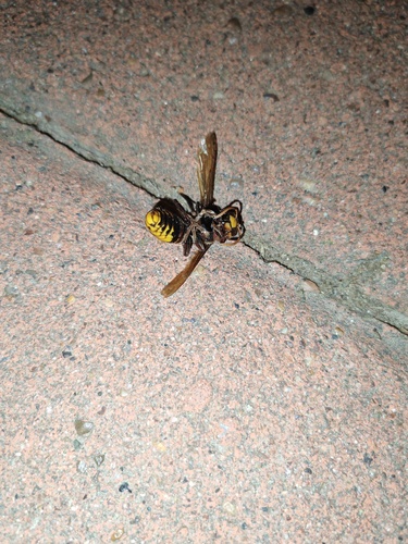European Hornet