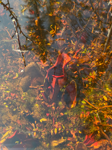 purple pitcher plant